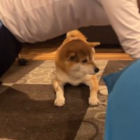 筋トレ中のお兄ちゃんとこじろー君