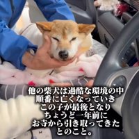 正面を向くクッキーちゃん