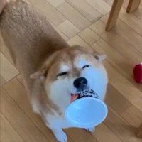 ニコニコ