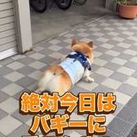 あきらめないジノくん