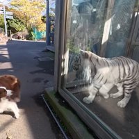 ホワイトタイガーに驚く2匹