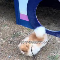 ちょっちゃんが遊ぶと…