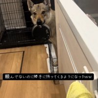 皿を咥えてキッチンにやってきた犬