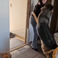 飛びつく犬1