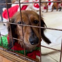 ラホちゃんとの出会いと現在3