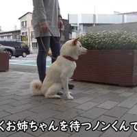 忠犬ハチ公のように待機