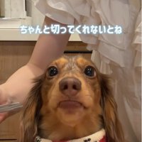 優雅なお嬢様のよう
