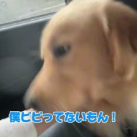 「ビビッてないもん！」