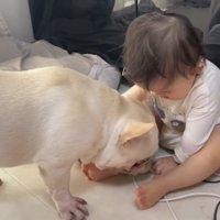 おもちゃを取ろうとする犬