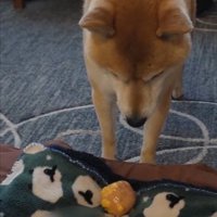 ボール