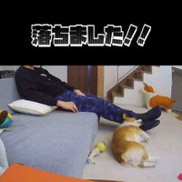 ソファから落ちたモナちゃん7