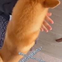 赤ちゃんが気になるおもちくん