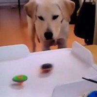 台の上で回る2つのコマを見つめる犬