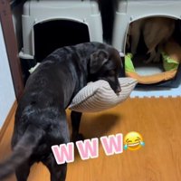 クッションを咥えてこちらを見る黒ラブ