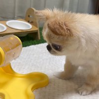 知育おもちゃで遊ぶピノちゃん＆パルムちゃん4