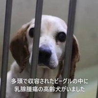 檻の向こうからカメラを見つめる犬