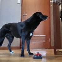 ベルの前で上の方を見つめる犬