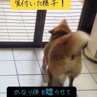 体を丸めるごんちゃん