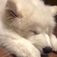 寝ていたごえもん君
