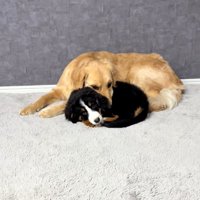 子犬に顎乗せするゴールデンさん