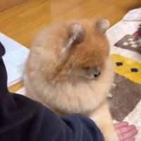 男性の手の上に前足を乗せる犬