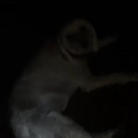 暗闇の中寝そべる犬