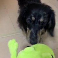 おもちゃを見る犬