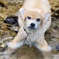 カメラ目線の犬2