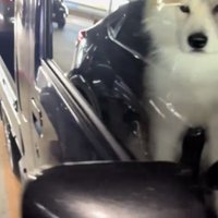 窓越しにこちらを見る犬