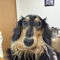 カメラ目線の犬