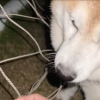 ネットを外された柴犬