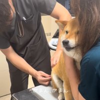 注射されるあーちゃん