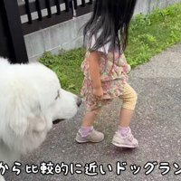 ドッグランにやってきた犬と家族たち