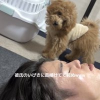 寝ている男性を首を傾げて見つめるトイプー