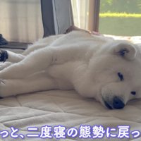 老犬のあいちゃん