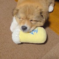 お迎えした日の様子