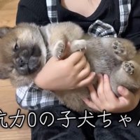 腕の中でくつろぐ子犬