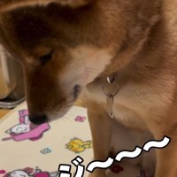 息子さんを見つめるきなこちゃん3