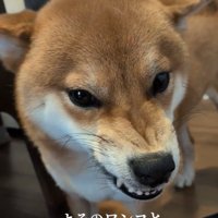 激おこのポン太くん