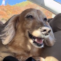 笑顔でこちらを見つめる犬