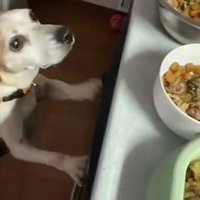 棚の上にある皿を見つめる犬