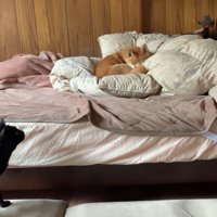 ももちゃんはお昼寝中