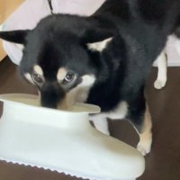 上目遣いのコテツくん
