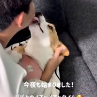 口元を舐める犬