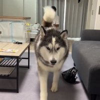 連勝の投稿主さん