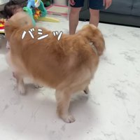 尻尾がぶつかっても…