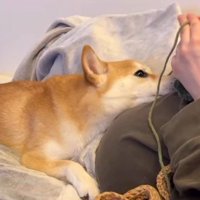 横になって編み物をする飼い主のお腹にアゴを乗せる犬