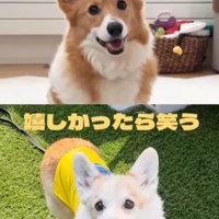 モナちゃん＆ノエルくんの日常