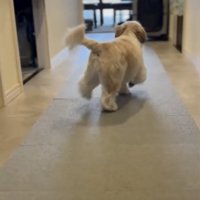 軽いステップの犬