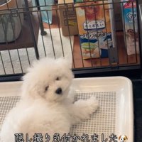 飼い主さんの方をくるり…